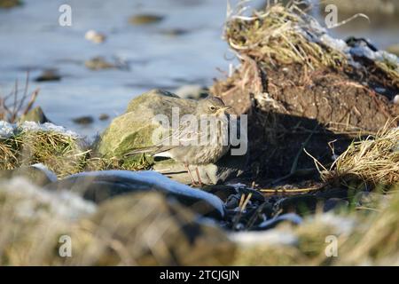 Europäische Gesteinspipit (Anthus petrosus) britische Küste im Winter Stockfoto