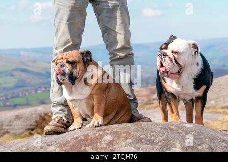 Ein glücklicher Rentner mit englischen Bulldoggen auf dem Gipfel des Berges, der am Herbsttag im Peak District spazieren geht. Hundeausbildung. Freizeit im Ruhestand. Stockfoto