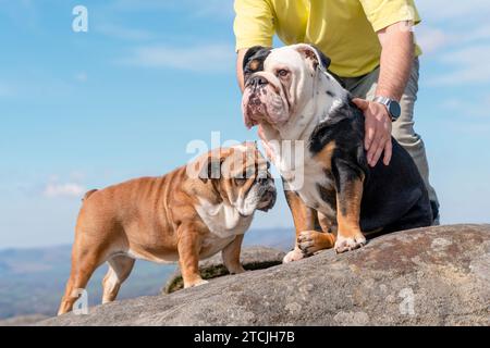 Ein glücklicher Rentner mit englischen Bulldoggen auf dem Gipfel des Berges, der am Herbsttag im Peak District spazieren geht. Hundeausbildung. Freizeit im Ruhestand. Stockfoto