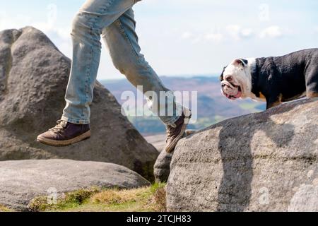 Ein glücklicher Rentner mit englischen Bulldoggen auf einem Berg, der an einem warmen Tag im Peak District spazieren geht. Ein Hund, der einem Menschen während der TRA folgt Stockfoto