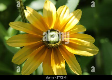 Eine mit Pollen bedeckte Honigbiene im High Park in Toronto, Ontario Stockfoto