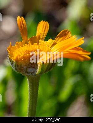 Orange Calendula Blume fehlt die Hälfte ihrer Blütenblätter und Mitte, von einem Schädling gegessen? Stockfoto