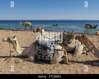 Kamele als Reittiere für Touristen, Ufer, Küste nahe Tauchplatz drei Teiche, Golf von Akaba, Rotes Meer, Dahab, Sinai, Ägypten *** Kamele als Berge für Touristen, Ufer, Küste in der Nähe von Tauchplatz drei Teiche, Golf von Aqaba, Rotes Meer, Dahab, Sinai, Ägypten Stockfoto