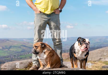 Ein glücklicher Rentner mit englischen Bulldoggen auf dem Gipfel des Berges, der am Herbsttag im Peak District spazieren geht. Hundeausbildung. Freizeit im Ruhestand. Stockfoto