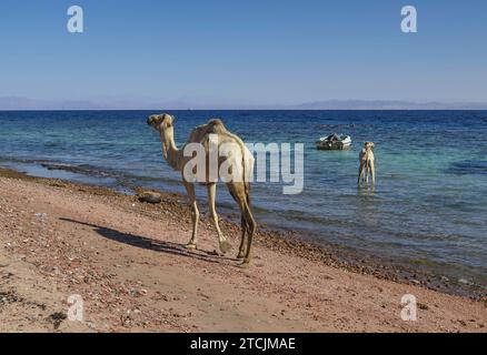 Kamele als Reittiere für Touristen, Ufer, Küste nahe Tauchplatz drei Teiche, Golf von Akaba, Rotes Meer, Dahab, Sinai, Ägypten *** Kamele als Berge für Touristen, Ufer, Küste in der Nähe von Tauchplatz drei Teiche, Golf von Aqaba, Rotes Meer, Dahab, Sinai, Ägypten Stockfoto