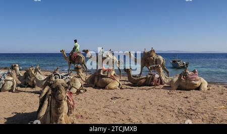 Kamele als Reittiere für Touristen, Ufer, Küste nahe Tauchplatz drei Teiche, Golf von Akaba, Rotes Meer, Dahab, Sinai, Ägypten *** Kamele als Berge für Touristen, Ufer, Küste in der Nähe von Tauchplatz drei Teiche, Golf von Aqaba, Rotes Meer, Dahab, Sinai, Ägypten Stockfoto