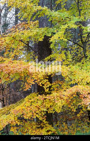 Herbstbuchen bei Randolph's Leap. Morayshire, Schottland Stockfoto