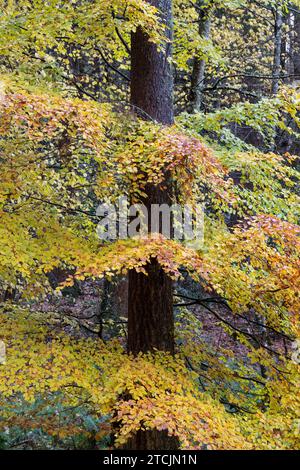 Herbstbuchen bei Randolph's Leap. Morayshire, Schottland Stockfoto