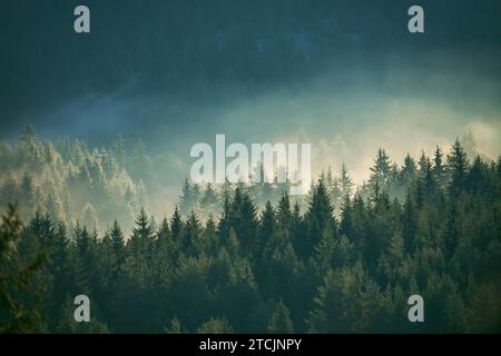 Misty Kiefernwald am Hang in einem Naturschutzgebiet Stockfoto
