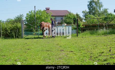 Braunes Pferd, in einem Dorf in der Nähe der Häuser, will auf die Weide entlassen werden. Das Pferd winkt Mähne und Schwanz und vertreibt nervige Beißinsen Stockfoto