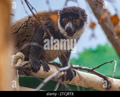 Köln, Deutschland. Dezember 2023. Ein Mungo, der auf einem Baum sitzt. Mongozmakis (Eulemur mongoz) sind eine Primatenart aus der Familie der Lemuren. Anlässlich des 50-jährigen Jubiläums des Madagaskar-Hauses erhielt der Kölner Zoo zwei Tiere aus dem Berliner Zoo. Quelle: Oliver Berg/dpa/Alamy Live News Stockfoto