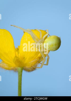 Getarnte weibliche Blumenkrabbenspinne, Misumena vatia, ruht auf Einer Buttercup-Blume, die darauf wartet, Beute zu überfallen, New Forest UK Stockfoto