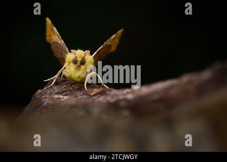 Kanarienschultermotte, Ennomos alniaria, sitzend auf Einem Baumstamm, New Forest UK Stockfoto