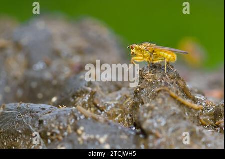 Goldene, gelbhaarige gelbe Dung Fly, Scathophaga Stercoraria, ruhend, sitzend auf Einem Cowpat, New Forest UK Stockfoto