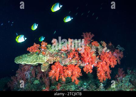 Ein Panda oder philippinischer Butterflyfish, Chaetodon adiergastos, schwimmt unter Wasser mit bunten weichen Korallen in Südandaman, Krabi, südlich von Thail Stockfoto