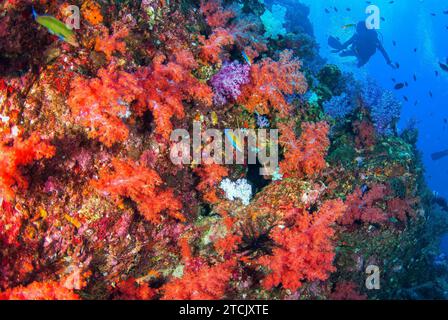 Tauchen mit Weichkorallen in Südandaman, Krabi, Thailand Stockfoto