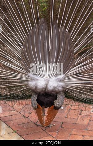 Nahaufnahme des Hinterteils eines männlichen Pfauens (Pavo cristatus), der aus Indien stammt und seinen Zug in einem typischen Balzritual auf einem gepflasterten Hof zeigt. Stockfoto