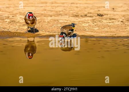 Goldfinch oder Carduelis carduelis, im goldenen Teich reflektiert Stockfoto