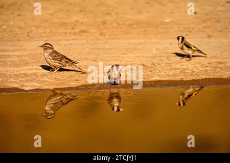 Goldfinch oder Carduelis carduelis, im goldenen Teich reflektiert Stockfoto