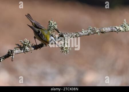 Firerest oder Regulus ignicapilla, hoch oben auf einem Zweig Stockfoto