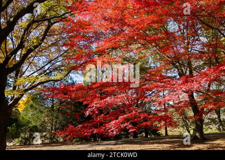 SHOWA KINEN PARK: DER HERBST VERLÄSST TOKIO Stockfoto