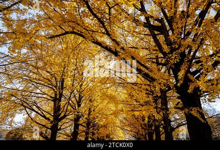 SHOWA KINEN PARK: DER HERBST VERLÄSST TOKIO Stockfoto