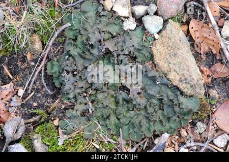 Peltigera polydactyla ist eine Blattflechte, die in moosreichen Böden wächst. Dieses Foto wurde im Biosphärenreservat Montseny, Provinz Barcelona, Catal aufgenommen Stockfoto