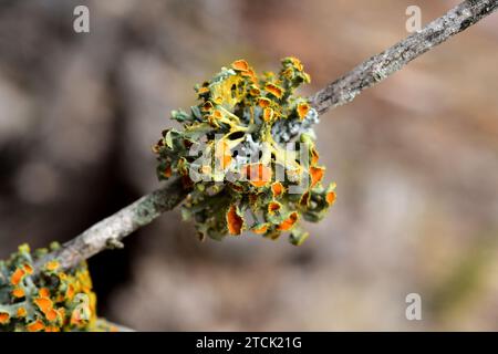 Teloschistes chrysophthalmus ist eine Frutikuloseflechte, die an den Ästen wächst, auf diesem Foto auf wilder Olea europaea sylvestris. Dieses Pho Stockfoto