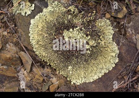 Xanthoparmelia conspersa oder Parmelia conspersa ist eine Blattschale, die auf kiesigen Felsen wächst. Dieses Foto wurde in La Albera, Provinz Girona, aufgenommen. Stockfoto