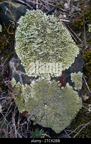 Xanthoparmelia conspersa oder Parmelia conspersa (oben) und Xanthoparmelia tinctina oder Parmelia tinctina (unten) sind Blattflechten, die auf si wachsen Stockfoto