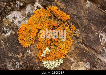 Xanthoria calcicola ist eine orangefarbene Blattscheibe. Dieses Foto wurde in La Albera, Provinz Girona, Katalonien, Spanien aufgenommen. Stockfoto