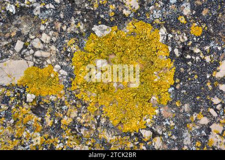 Xanthoria calcicola ist eine blättrige Flechte. Dieses Foto wurde in Sa Tuna, Provinz Girona, Katalonien, Spanien aufgenommen. Stockfoto