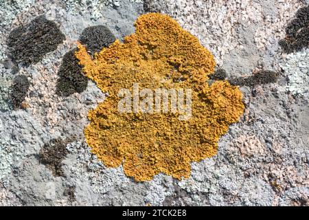 Xanthoria calcicola oder Xanthoria aureola ist eine orange blättrige Flechte. Dieses Foto wurde in Vilaut, Provinz Girona, Katalonien, Spanien aufgenommen. Stockfoto