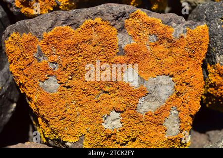 Xanthoria calcicola oder Xanthoria aureola ist eine orange blättrige Flechte. Dieses Foto wurde auf Santorini Island, Griechenland aufgenommen. Stockfoto