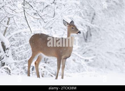 Weibchen Weißschwanzhirsche, die im Winterschnee in Kanada stehen Stockfoto
