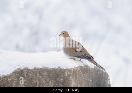 Trauertaube, die im Winter in Kanada auf einem Felsen thront Stockfoto