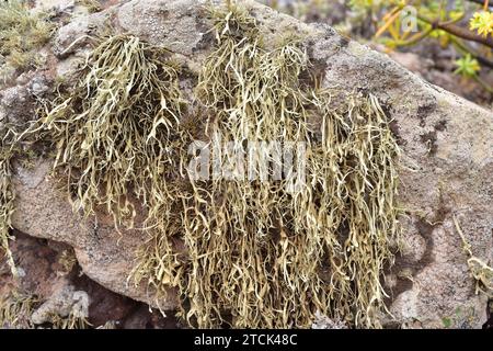 Ramalina sp. Auf vulkanischem Gestein. Dieses Foto wurde auf Lanzarote, Kanarische Inseln, Spanien aufgenommen. Stockfoto