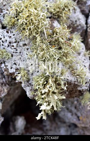 Ramalina sp. Auf vulkanischem Gestein. Dieses Foto wurde auf Lanzarote, Kanarische Inseln, Spanien aufgenommen. Stockfoto