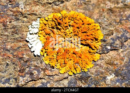 Xanthoria calcicola oder Xanthoria aureola ist eine blättrige Flechte. Dieses Foto wurde in La Albera, Provinz Girona, Katalonien, Spanien aufgenommen. Stockfoto