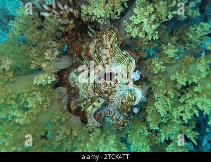 Große Riesenmuschel Tridacna maxima, Unterwasser-Foto, Tauchplatz Ras Ghozlani, Nationalpark Ras Mohammed, Rotes Meer, Sinai, Ägypten *** große Riesenmuschel Tridacna maxima, Unterwasserfoto, Tauchplatz Ras Ghozlani, Ras Mohammed Nationalpark, Rotes Meer, Sinai, Ägypten Stockfoto