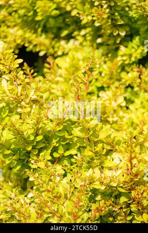 Berberis thunbergii Diabolicum, japanische Berberitze, goldgelbe Blätter, Zierstrauch Stockfoto