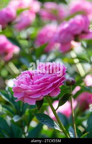 Paeonia lactiflora Auguste Dessert, Pfingstrose Auguste Dessert, Halbdoppeltlöffel, rosa Blüten, silbrig-rosa Blütenrand Stockfoto