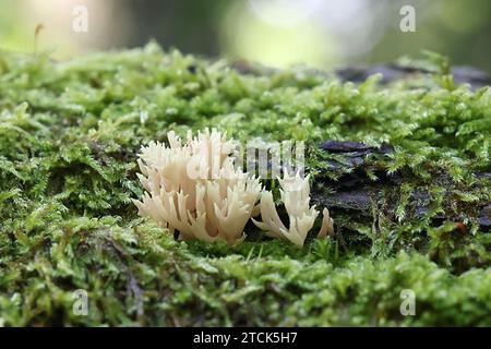 Lentaria byssiseda, ein Korallenpilz, der auf Eichenstamm wächst, kein gebräuchlicher englischer Name Stockfoto