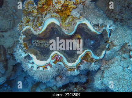 Große Riesenmuschel Tridacna maxima, Unterwasser-Foto, Tauchplatz Blue Hole, Dahab, Golf von Akaba, rotes Meer, Sinai, Ägypten *** große Riesenmuschel Tridacna maxima, Unterwasserfoto, Tauchplatz Blue Hole, Dahab, Golf von Aqaba, Rotes Meer, Sinai, Ägypten Stockfoto