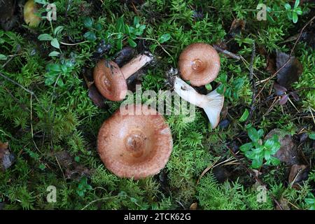 Lactarius torminosus, bekannt als das wollige milkcap oder die bärtigen milkcap, eine essbare wild mushroom aus Finnland Stockfoto