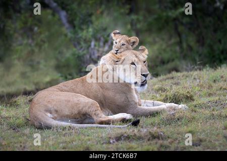 Der verspielte Löwenjunge belästigt seine Mutter oder Tante und klettert auf sie, Masai Mara, Olare Motorogi Conservancy, Kenia Stockfoto