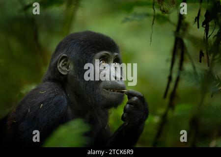 Niedlicher junger Berggorilla [Gorilla beringei beringei], Bwindi Inpenetrable National Park, Uganda, Afrika Stockfoto