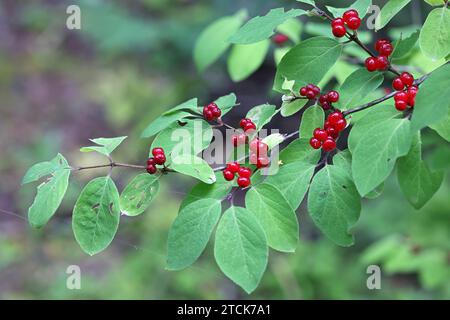 Fliegengeißblatt, Lonicera xylosteum, auch bekannt als Europäische Fliegengeißblatt, Zwerggeißblatt oder fliegengeißblatt woodbine, wilde giftige Pflanze aus Finnland Stockfoto