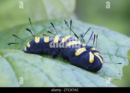 Aldermotte, Acronicta alni, schwarze raupe mit gelben Streifen Stockfoto