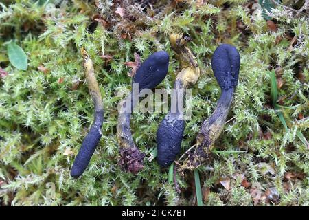 Tolypocladium ophioglossoides, bekannt als Schlangenzunge, Goldfaden-Cordyceps oder Schlangenfellrüffel, wilder Heilpilz aus Finnland Stockfoto